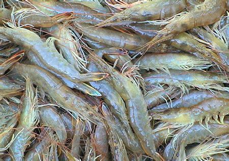 Genetic Advances With Fleshy Shrimp In China Responsible Seafood Advocate