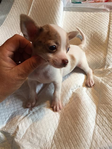 Chihuahua Puppies For Sale 2024 Kelli Madlen