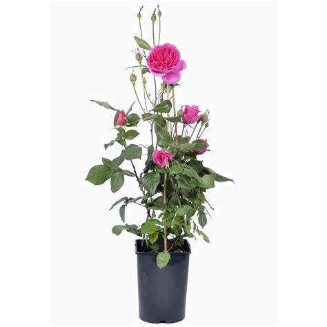 OBI Kletterrosen verschiedene Sorten Rosa Höhe ca 10 15 cm Topf ca