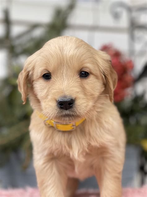 Ava Golden Retriever Puppy For Sale In Narvon Pa Lancaster Puppies