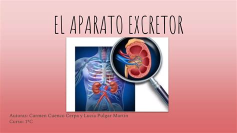 Aparato Excretor Anatomía Y Fisiología Ppt