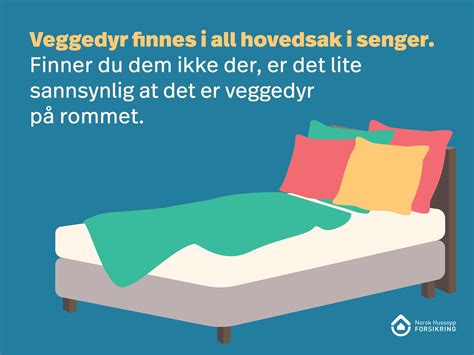 Slik sjekker du sengen for veggedyr | Norsk Hussopp Forsikring