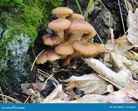 Armillaria Mellea And Eatable Honey Fungus Forest Stock Image Image