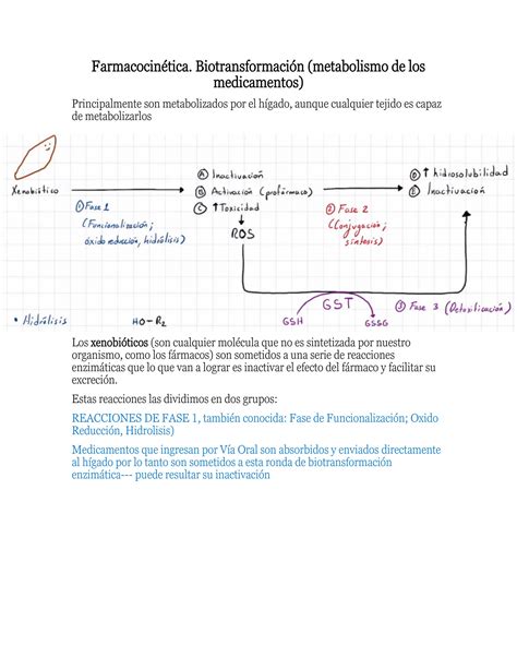 Solution Farmacocin Tica Biotransformaci N Metabolismo De Los