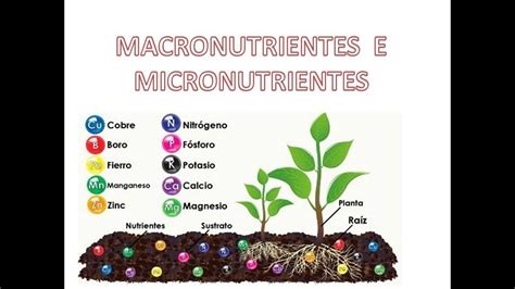 Qual A Diferen A Entre Macronutrientes E Micronutrientes