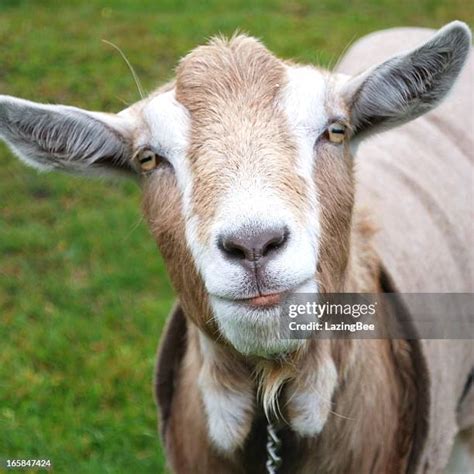 1576 Cute Goat Face Stock Photos High Res Pictures And Images