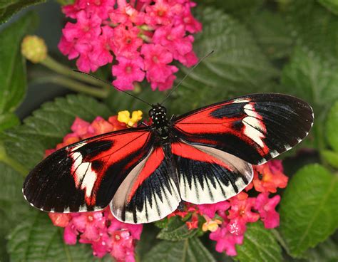 Butterfly World | Official Guide to Florida Attractions