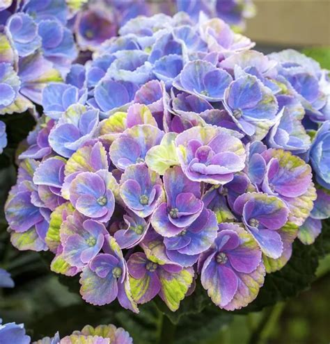 Hydrangea Macrophylla Magical In Sorten Bauernhortensie Magical Four Seasons Im Pflanzenshop