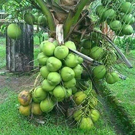 Dwarf Coconut Live Plant Narial Ka Podha Hybrid Coconut Fruit Plant