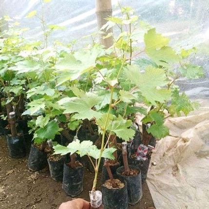 Jual Bibit Anggur Import Valid Hasil Grafting Shopee Indonesia