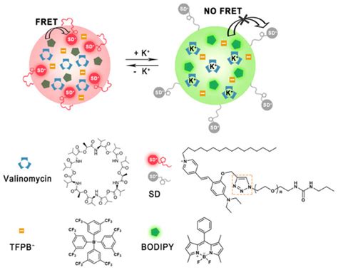 Chemosensors Free Full Text Ionophore Based Potassium Selective