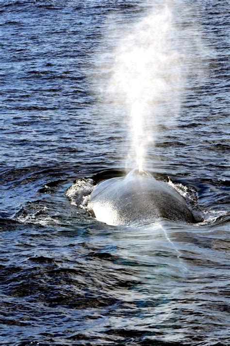 Pygmy Blue Whale – "OCEAN TREASURES" Memorial Library