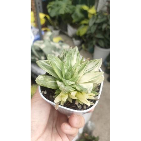 Variegated Haworthia Rare Shopee Philippines