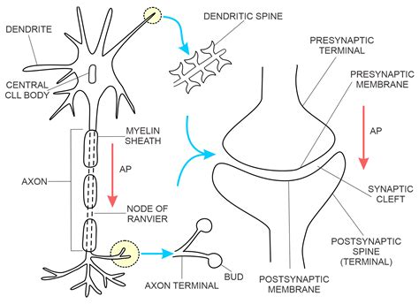 Synaptic Terminal Neuron