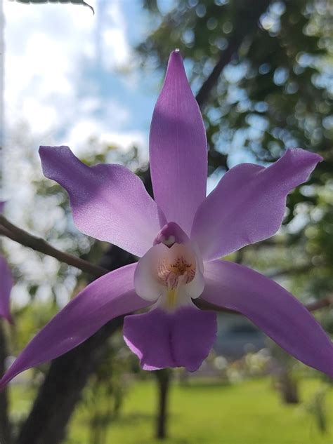 Laelia Autumnalis In October 2023 By Eugenia Tutor INaturalist