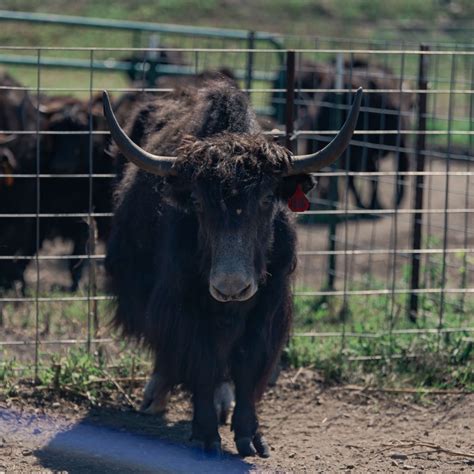 Our Farm – Sassy Yak Farm