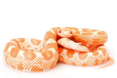 35 Best Corn Snake Morphs: Colors, Pictures, Price