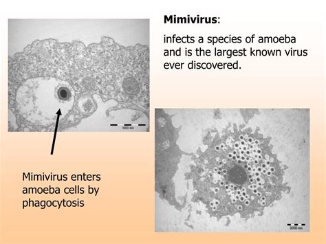 Ppt Kingdom Protista Biology 112 Powerpoint Presentation Free Download Id2372975