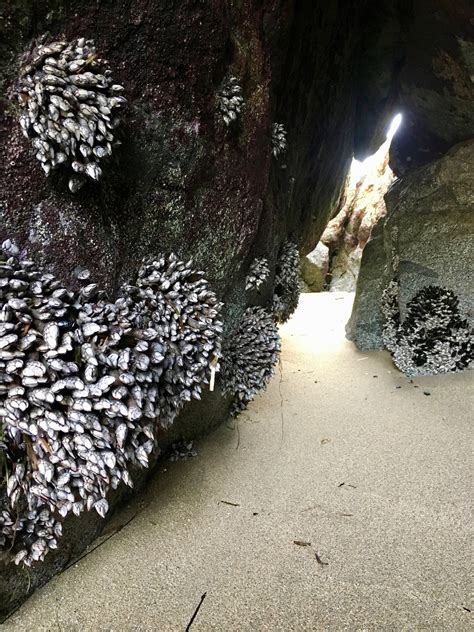 Divided Core - Nature - Beachcombing and Tidepooling in Northern California