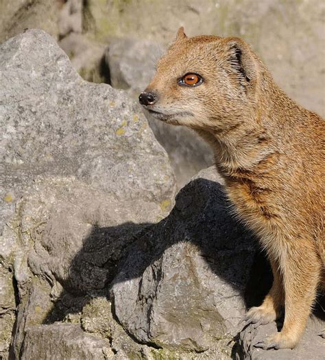 Download Alert Mongoose On Rocks Wallpaper | Wallpapers.com