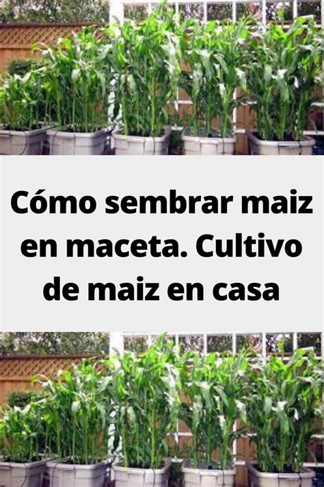 C Mo Sembrar Maiz En Maceta Cultivo De Maiz En Casa Cosas Del Jardin