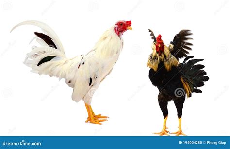 Rooster Stock Image Image Of Background Village Domestic 194004285