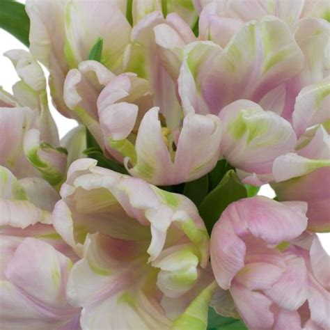 Preppy Pink Parrot Tulip Flower Parrot Tulips Tulips Flowers Diy