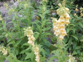 Gelber Fingerhut Digitalis lutea Heilpflanze Bauerngartenpflanze