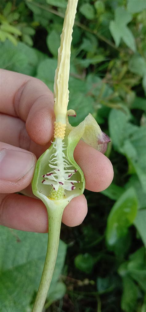 Typhonium Flagelliforme Araceae