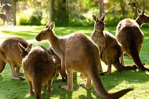 Tour Guidato Della Fauna Selvatica Di Un Intera Giornata Nello Yarra