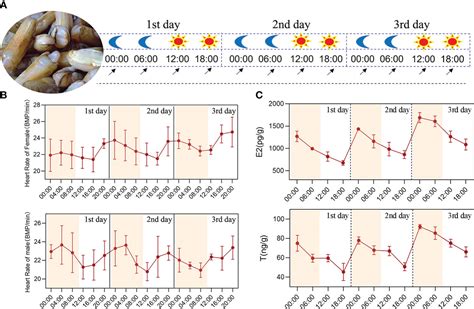 Frontiers Circadian Clock Genes Bmal1 And Period May Regulate