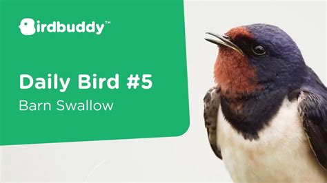 Daily Bird Barn Swallow Cool Bird Facts YouTube