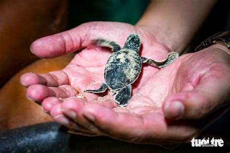 Crowd Flocks To South Central Vietnam Beach For Sea Turtle Hatchlings Tuoi Tre News