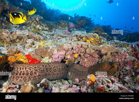 Moray Eel Swimming Front Of Coral Reef In Clear Water Stock Photo Alamy