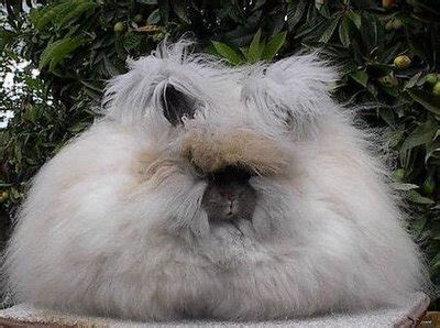 Angora Rabbit