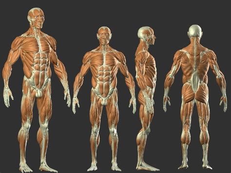 Hamstring Muscleshamstring Origin Anatomy Anatomy System Human Body