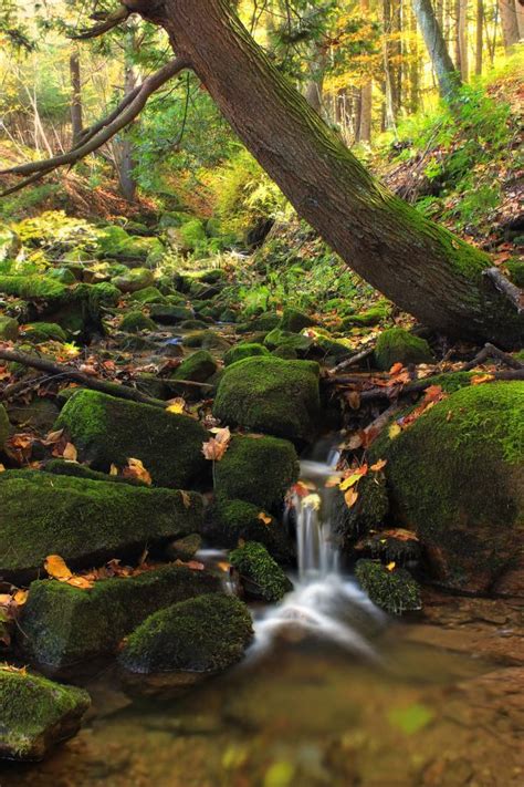 Free Images Landscape Tree Nature Forest Rock Wilderness Plant