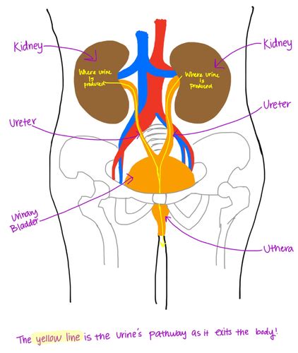 Chapter 7 Urinary System Flashcards Quizlet