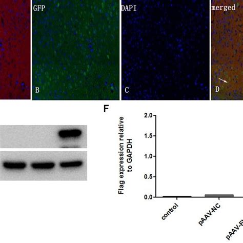 Immunofluorescence And Western Blot Analysis Of The Expression Of Prp C