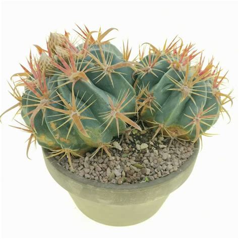 Ferocactus Latispinus Cm Cactaceae Giromagi Vendita Piante Grasse