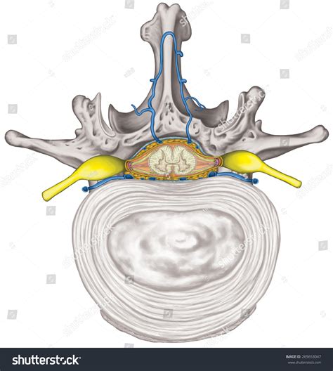 Nervous System Structure Spinal Cord Lumbar Stock Illustration