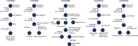 Schematic Of Tumor Evolution The History Of Tumor Evolution In Each Download Scientific