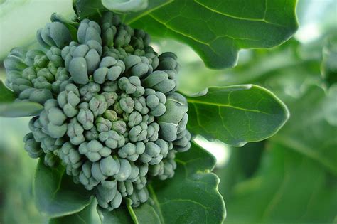 When And How To Harvest Broccoli Gardener’s Path 2024