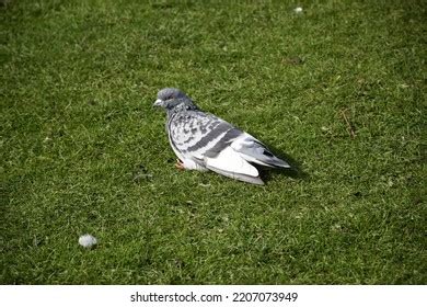 Racing Pigeon Columba Livia Domestica Adultstray Stock Photo 2207073949