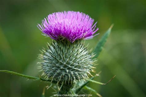 14 Weeds With Purple Flowers Common Lawn Weed Guide 2023 Crabgrasslawn