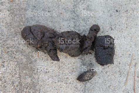 American Black Bear Scat Stock Photo Download Image Now Stack