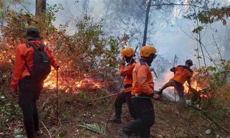 Kebakaran Hutan Di Gunung Lawu Meluas Ke Lereng Selatan Rasi Magetan