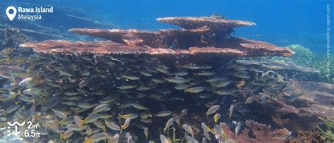 Snorkeling Rawa Island, Perhentian Islands | Snorkeling in Malaysia