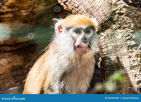 barbary ape side view animal monkey stock image image  macaca