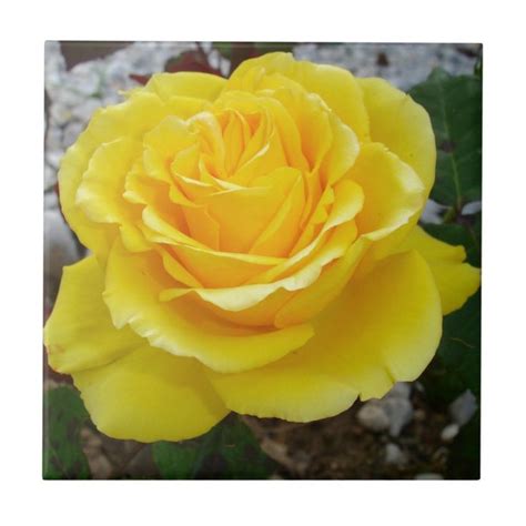 Golden Yellow Rose With Garden Background Ceramic Tile Climbing Roses Yellow Roses Types Of